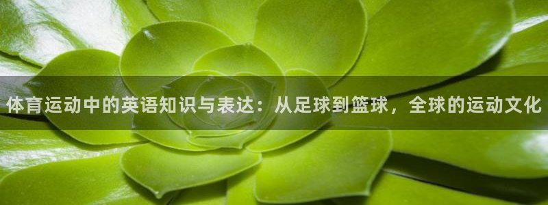 沐鸣招商：体育运动中的英语知识与表达：从足球到篮球，全球的运动文化