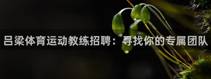 沐鸣2平台注册：吕梁体育运动教练招聘：寻找你的专属团队