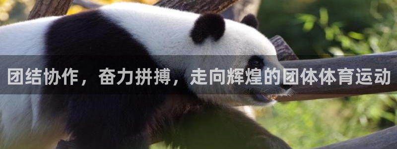 沐鸣2体育注册代理：团结协作，奋力拼搏，走向辉煌的团体体育运动